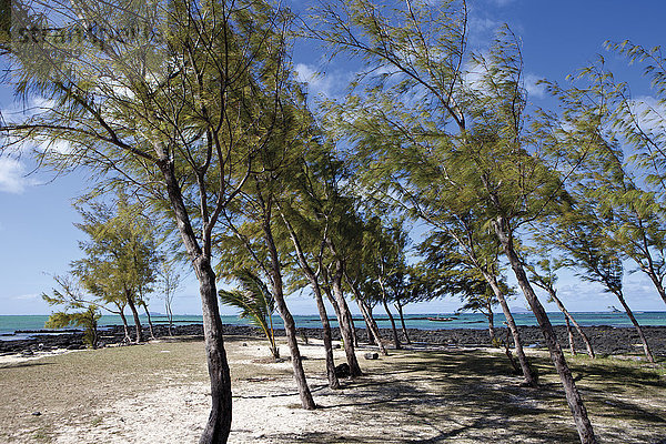 Baumreihe am Strand