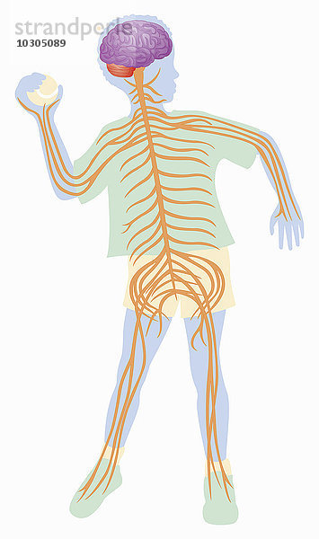 Biomedizinische Illustration des Nervensystems eines Ball werfenden Jungen
