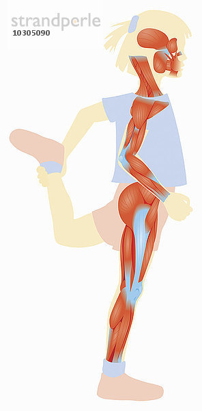 Biomedizinische Illustration eines Mädchens mit gestrecktem Beinmuskel