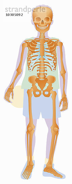 Biomedizinische Illustration des Skeletts eines Ball haltenden Jungen