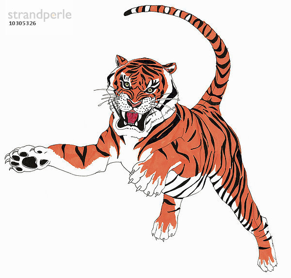 Knurrender springender Tiger