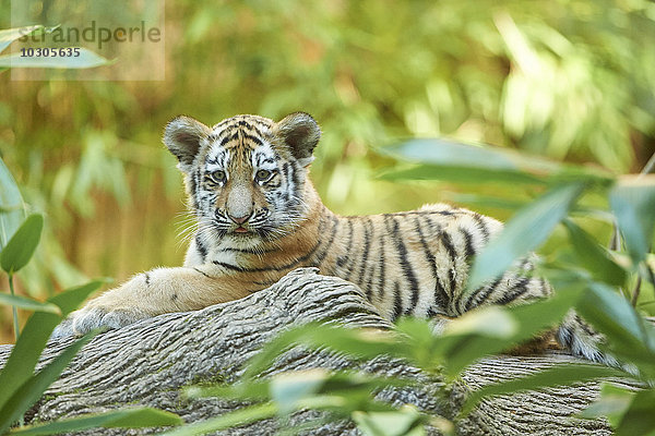 Sibirischer Tiger  Panthera tigris altaica  Deutschland  Europa