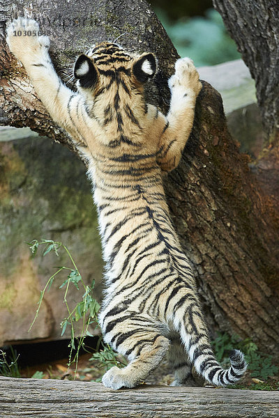 Sibirischer Tiger  Panthera tigris altaica  Deutschland  Europa