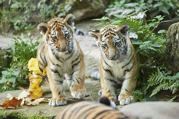 Sibirischer Tiger  Panthera tigris altaica  Deutschland  Europa