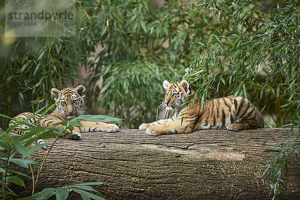 Sibirischer Tiger  Panthera tigris altaica  Deutschland  Europa