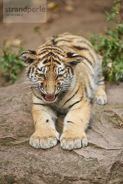 Sibirischer Tiger  Panthera tigris altaica  Deutschland  Europa