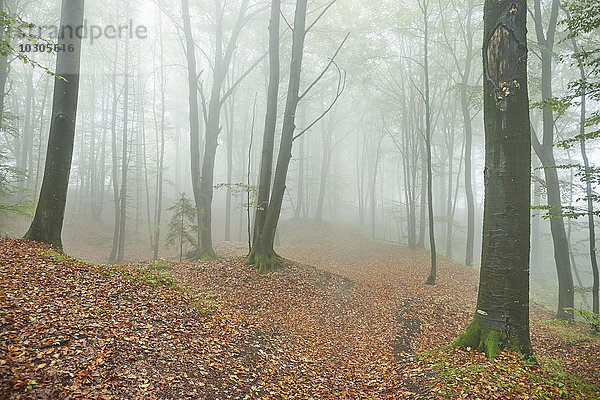 Waldweg im Herbst  Oberpfalz  Bayern  Deutschland  Europa Wald im Herbst  Oberpfalz  Bayern  Deutschland  Europa
