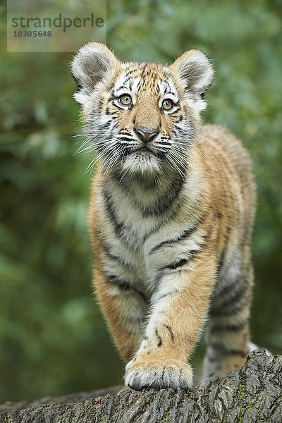 Sibirischer Tiger  Panthera tigris altaica  Deutschland  Europa