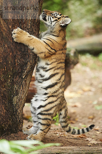 Sibirischer Tiger  Panthera tigris altaica  Deutschland  Europa