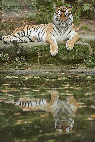 Sibirischer Tiger  Panthera tigris altaica  Deutschland  Europa