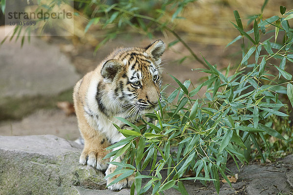 Sibirischer Tiger  Panthera tigris altaica  Deutschland  Europa