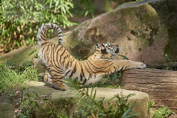 Sibirischer Tiger  Panthera tigris altaica  Deutschland  Europa