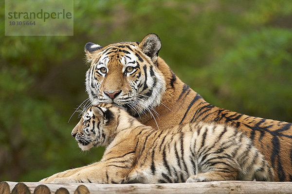 Sibirischer Tiger  Panthera tigris altaica  Deutschland  Europa