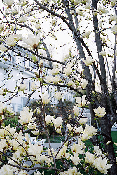 Ein Magnolienbaum mit großen cremefarbenen Blüten  der in einem Hotelgarten blüht.