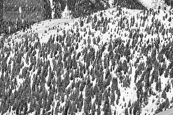 Österreich  Tirol  Ischgl  Bäume in der Winterlandschaft
