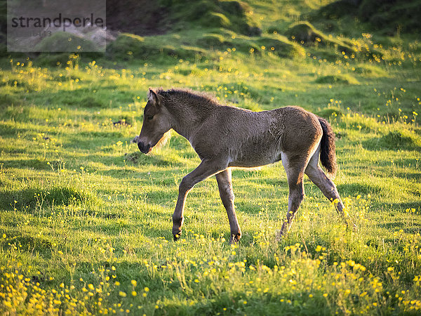 Ein junges Fohlen  das unter der Mitternachtssonne in sonnigen Sommernächten durch langes Gras läuft.