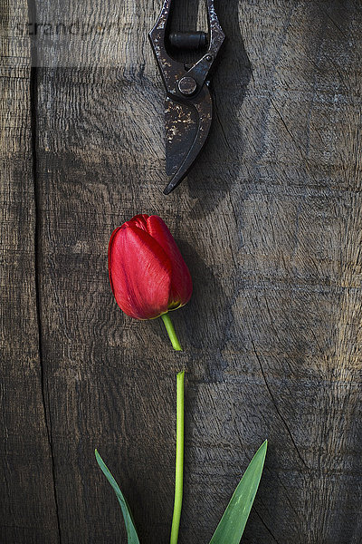 Rote Tulpe auf Holz  Schere  Blütenkopf  geschnitten
