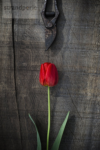 Rote Tulpe und Schere auf Holz
