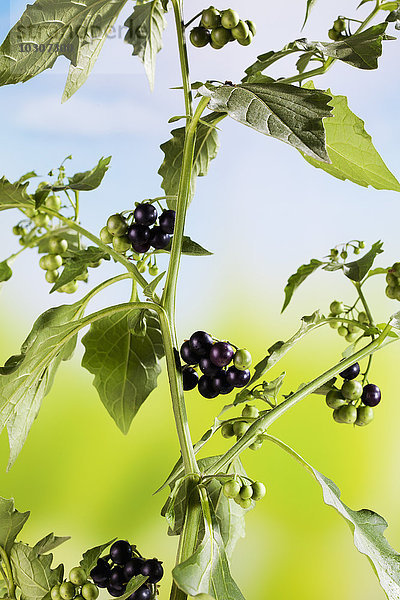 Schwarzer Nachtschatten  Solanum nigrum  Giftpflanze