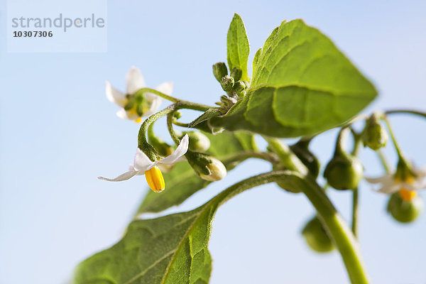 Schwarzer Nachtschatten  Solanum nigrum  giftige Pflanze  Blüten