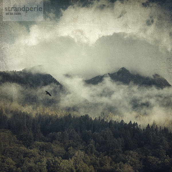 Italien  Lombardei  Blick in den Wald im Morgennebel  fliegender Vogel  strukturierter Effekt