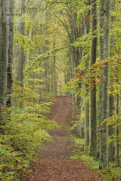 Deutschland  Baden-Württemberg  Buchenwald  Forststraße im Herbst