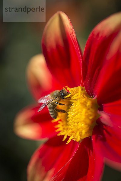Rote Dahlie und Europäische Honigbiene  Apis mellifera