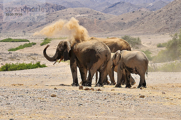 Afrika  Kunene  vier afrikanische Elefanten  Loxodonta africana  am Hoanib River