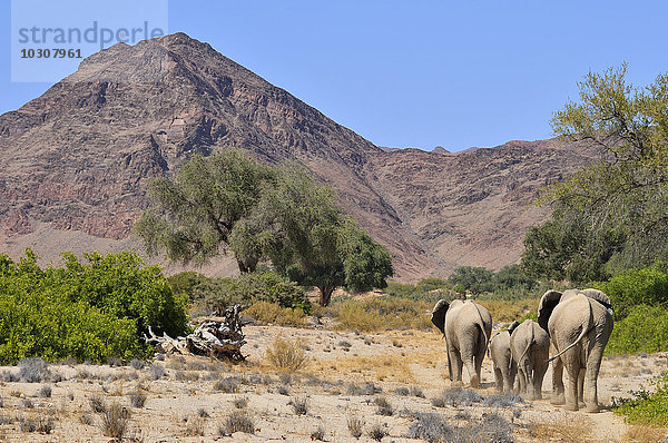 Afrika  Kunene  vier afrikanische Elefanten  Loxodonta africana  Wanderung durch den Hoanib River