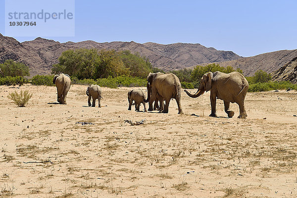 Afrika  Namibia  Kaokoland  Gruppe von sechs afrikanischen Elefanten  Loxodonta africana  am Hoanib River