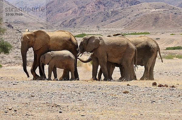 Afrika  Namibia  Kaokoland  Gruppe von fünf afrikanischen Elefanten  Loxodonta africana  am Hoanib River