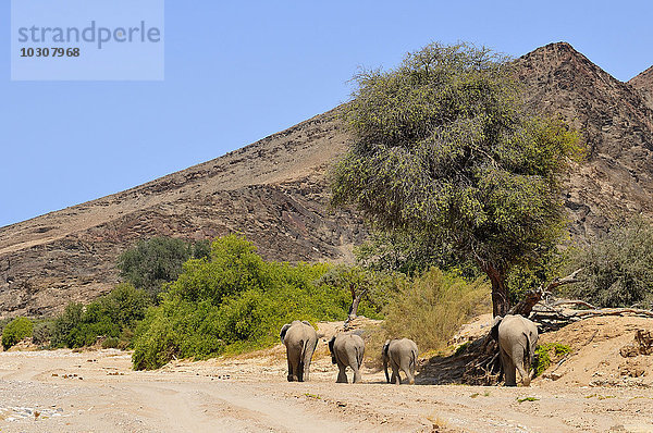 Afrika  Namibia  Kaokoland  vier afrikanische Elefanten  Loxodonta africana