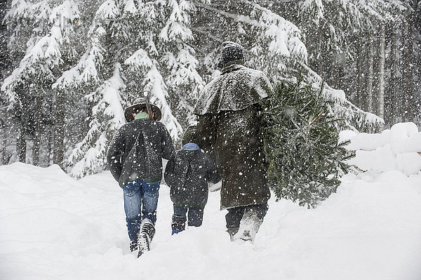 Österreich  Altenmarkt-Zauchensee  Vater mit zwei Söhnen mit Weihnachtsbaum in Winterlandschaft