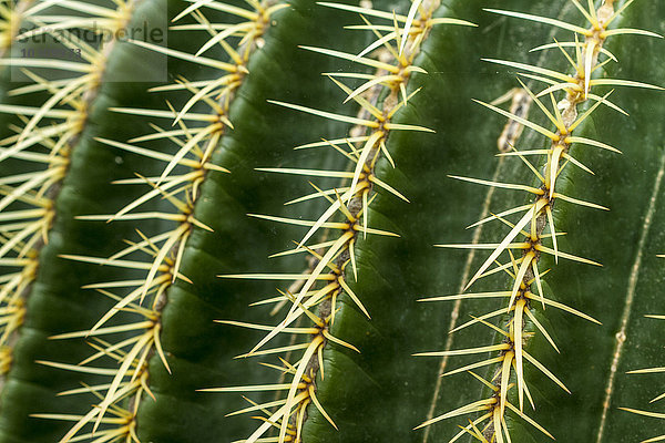 Golden Barrel Kaktus  Echinocactus grusonii  Nahaufnahme