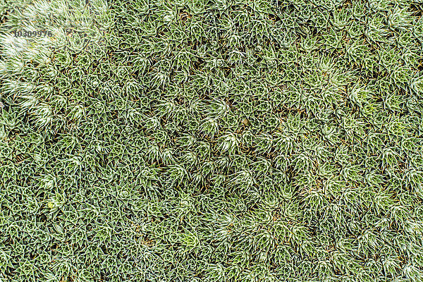 Deuterocohnia brevifolia  Nahaufnahme