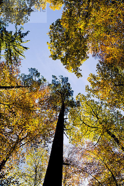 Deutschland  Baden-Württemberg  Naturpark Schönbuch  Bäume im Herbst