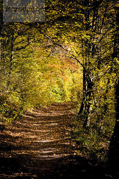 Deutschland  Baden-Württemberg  Naturpark Schönbuch  Waldweg im Herbst