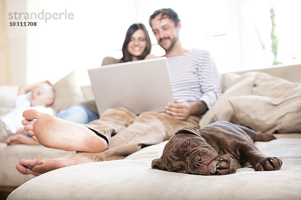 Olde English Bulldogge schläft auf der Couch  während sich Paar und Sohn im Hintergrund entspannen.