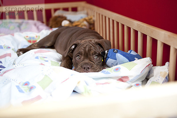 Olde English Bulldogge entspannt in einem Kinderbett