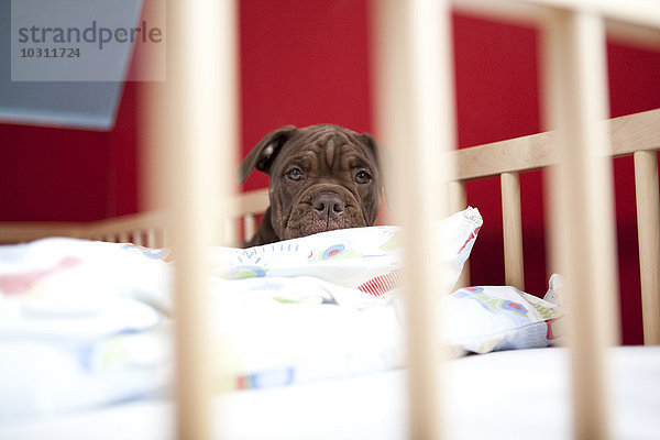 Olde English Bulldogge entspannt in einem Kinderbett