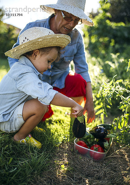 Seniorin und ihre kleine Enkelin beim Gemüseernte im Garten