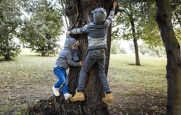 Rückansicht von zwei kleinen Jungen  die auf einen Baum klettern