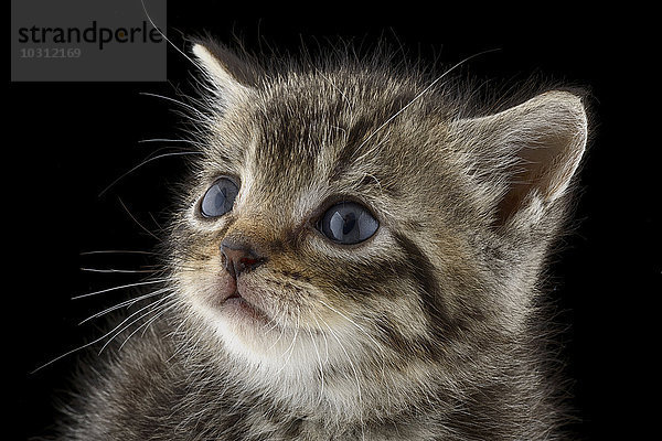 Porträt eines getigerten Kätzchens  Felis Silvestris Catus  mit blauen Augen