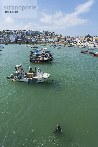 UK  England  Cornwall  St. Ives  Boote und Robben an der Küste