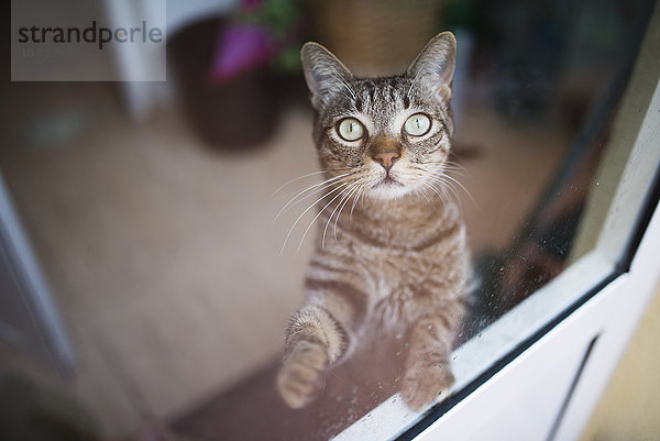 Tabby-Katze schaut durch ein Fenster nach oben