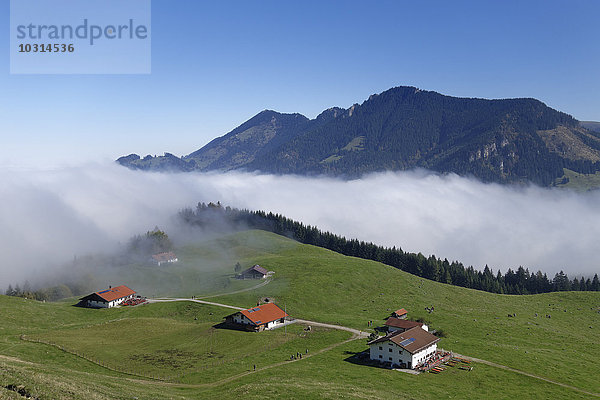 Deutschland  Bayern  Oberbayern  Chiemgau  Chiemgauer Alpen  Daffnerwaldalm bei Heuberg bei Nussdorf am Inn  Hochries im Hintergrund