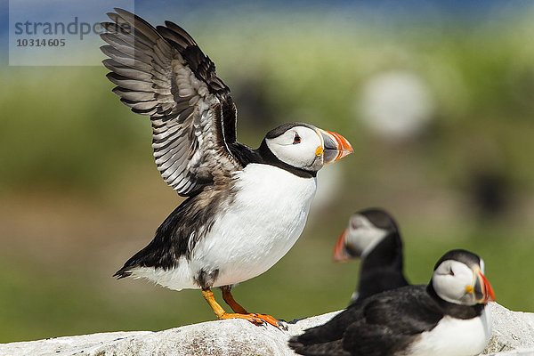 Vereinigtes Königreich  England  Northumberland  Farne Inseln  Atlantische Papageientaucher  Fratercula arctica