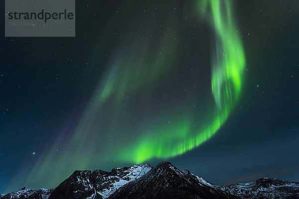 Polarlicht (aurora borealis) in Gimsoy  Lofoten  Norwegen