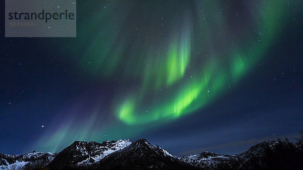 Polarlicht (aurora borealis) auf Gimsoy  Lofoten  Norwegen
