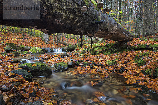 Deutschland  Bayern  Nationalpark Bayerischer Wald  Großer Steinbach